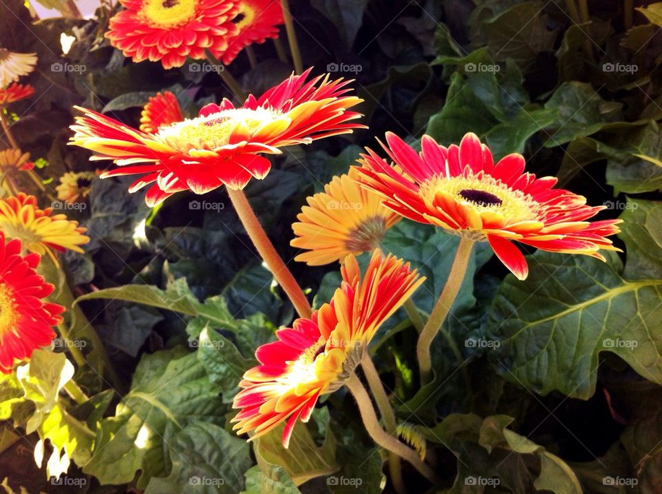 Gerbera flowers