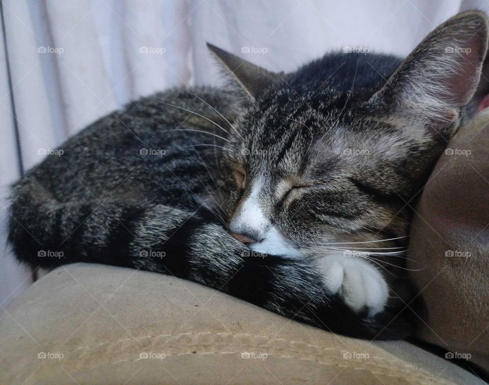 He is having a snooze on the back of the couch .Sleepytime.