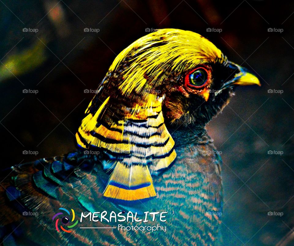 Thai take by Hambanthota bird research senator
Really I know what's is the name of this bird ?
But I Sen somethings telling in eyes ... Feel Innocents..