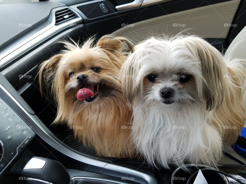 Shih Poms ready for a car ride