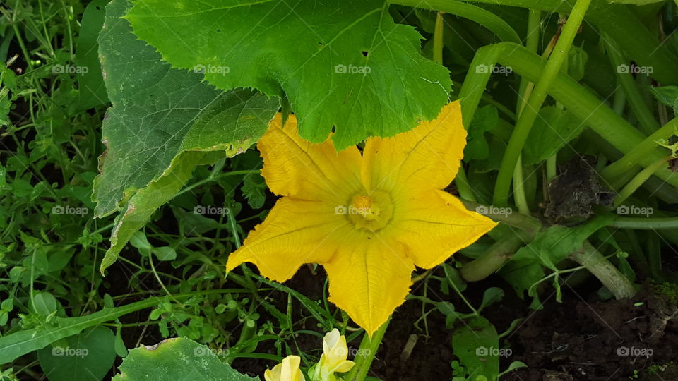 Squash Flower