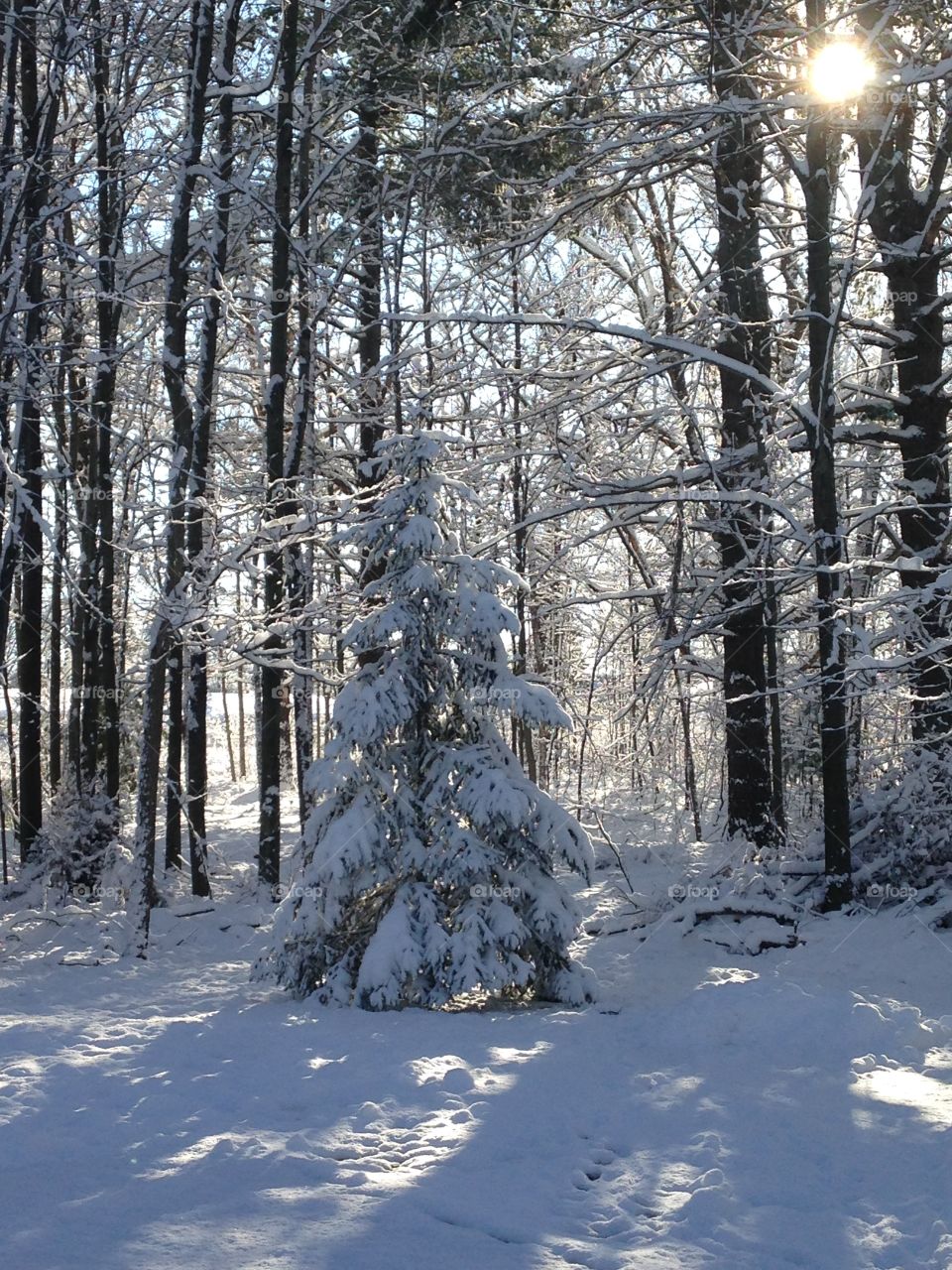 Pine tree covered snow