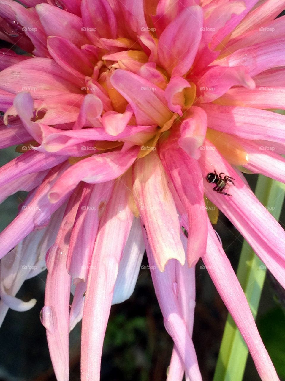Plants of the USA, here's a pink Chrysanthemum & it happens to have a spider on it. This is a perennial.