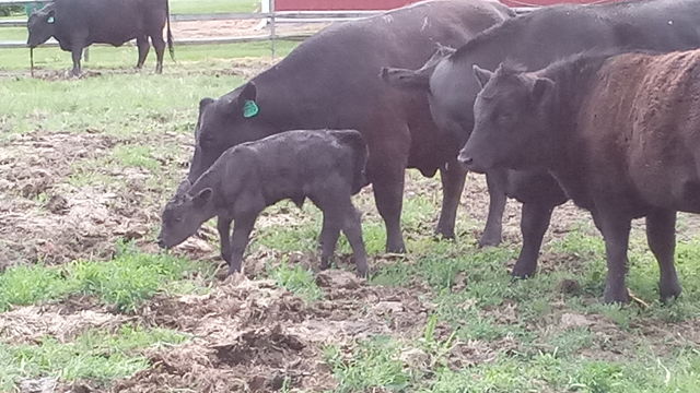 cows
