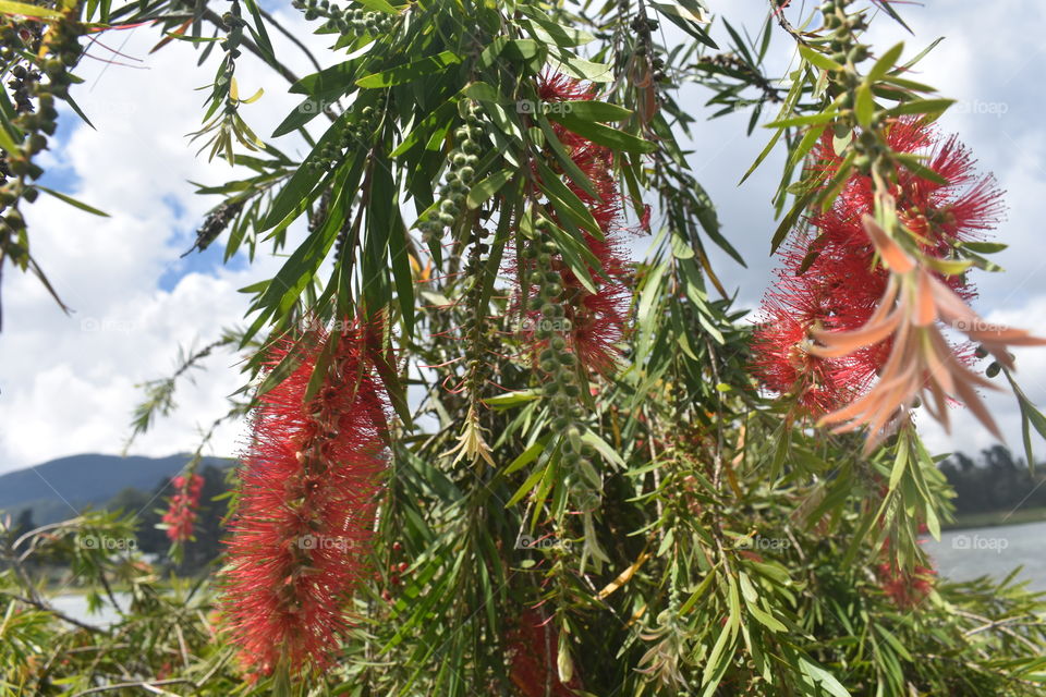 Beautiful flowers that touches your heart