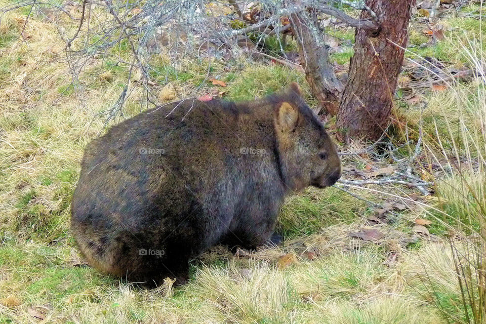 Wombat in Cradle Mountain National Park 