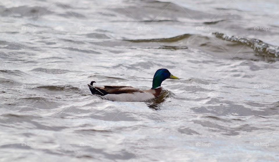 Duck in the sea