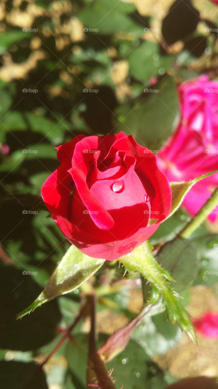 Rosebud