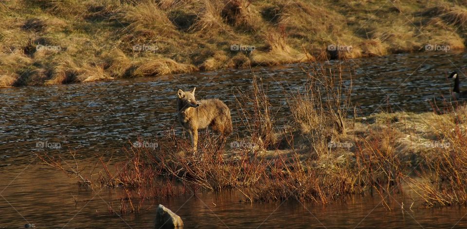 Wolf on riverbank in Canada 