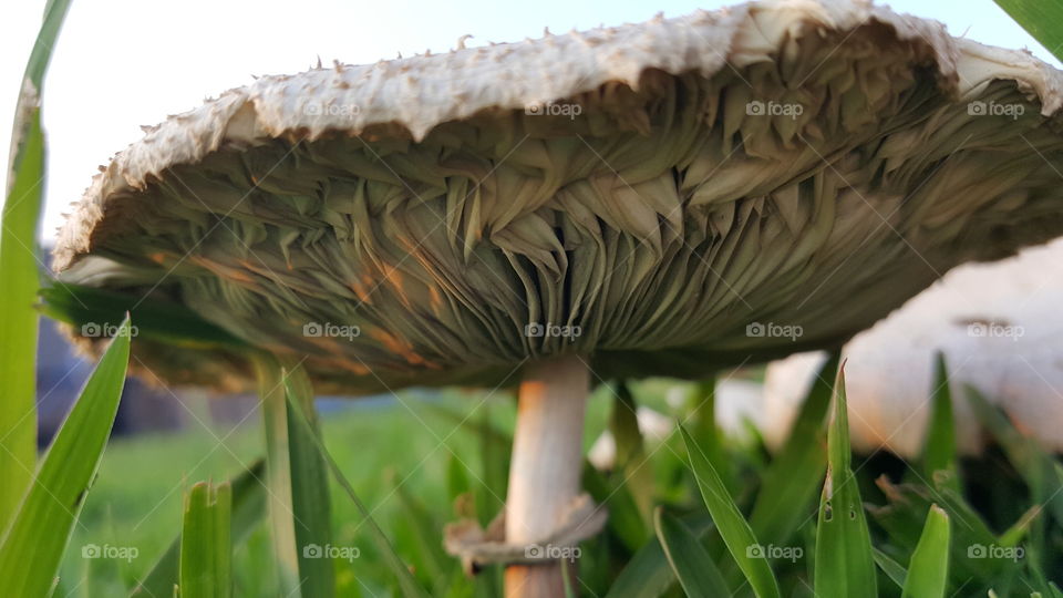 Under the mushroom tops