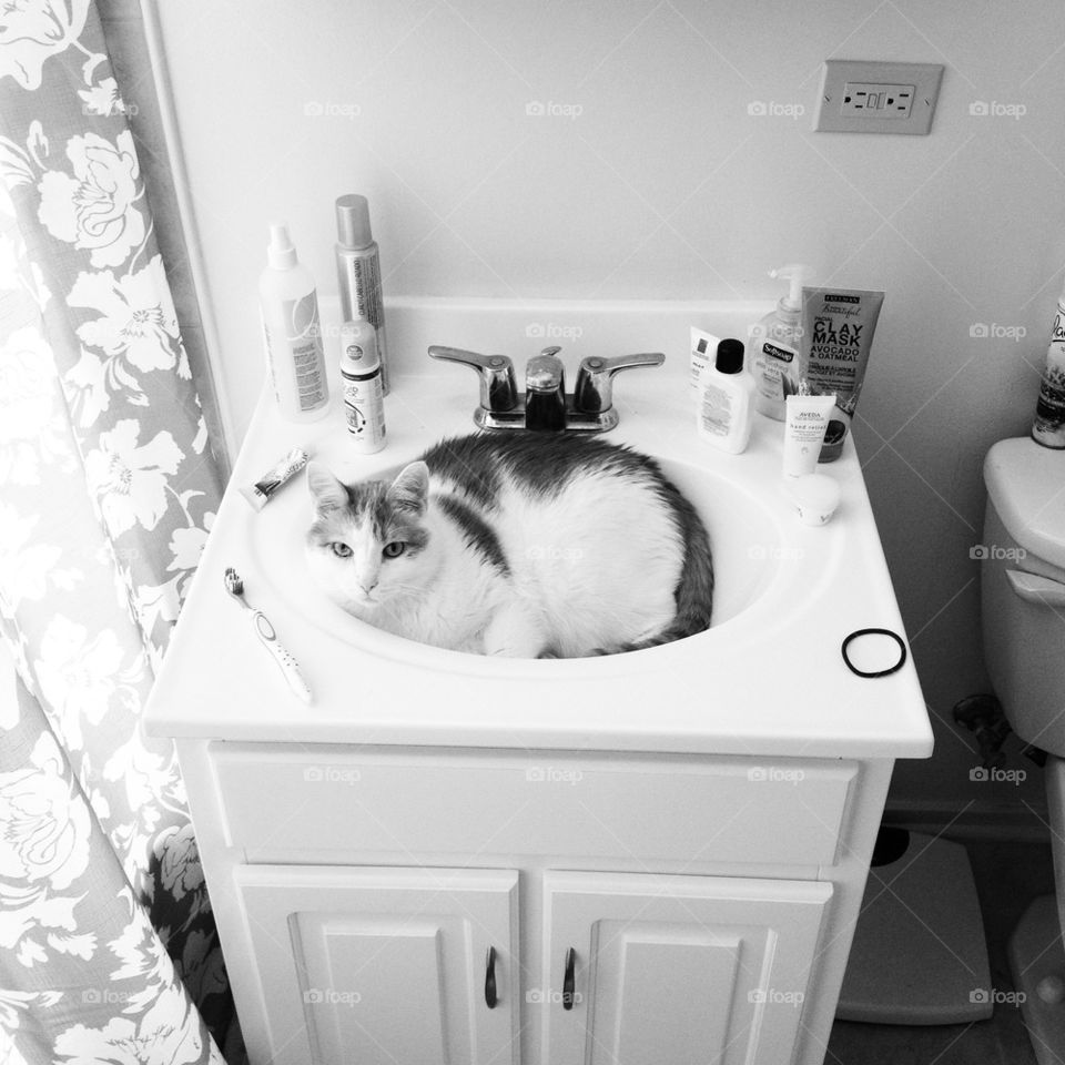 Cat in sink