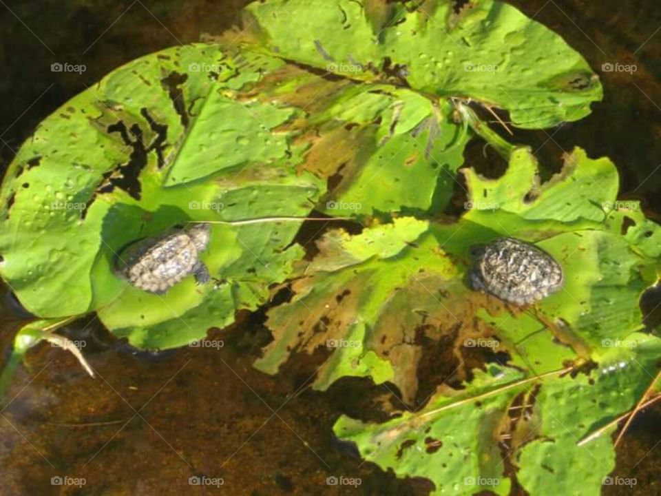 Baby snapping turtles. Tilden Lake Ontario.