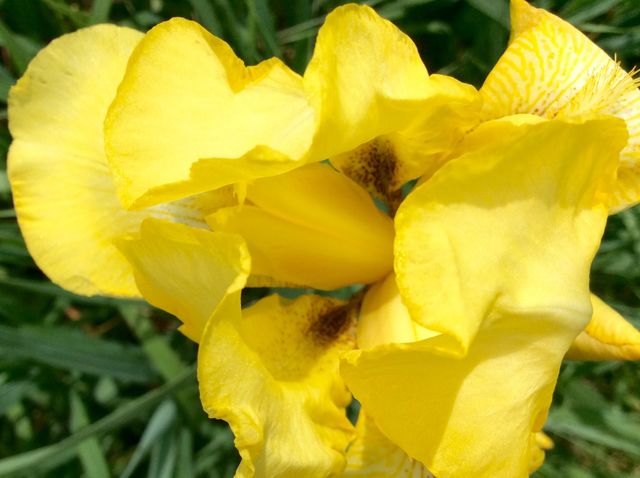 Iris