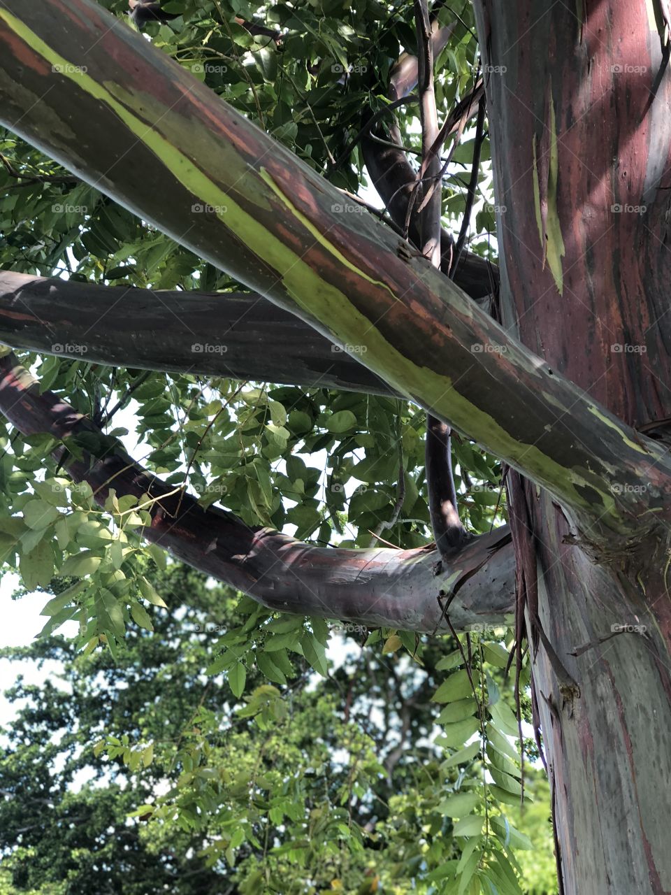 Pretty rainbow eucalyptus tree