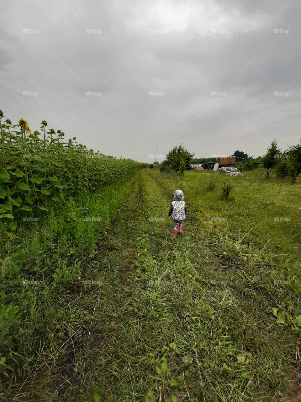 A child from the back runs along the field with sunflowers in cloudy weather