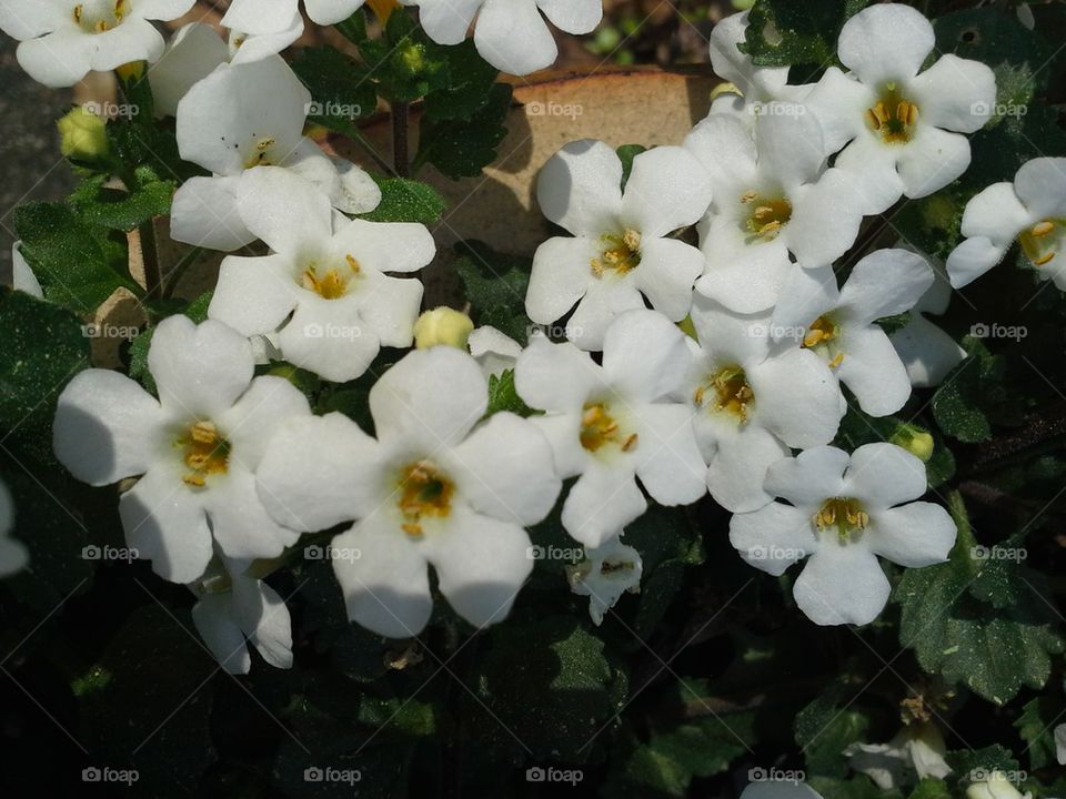 Bacopa 2