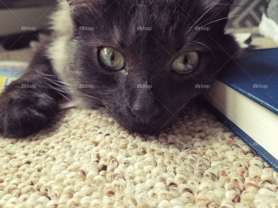 Close Up of Long-Haired Black Cat