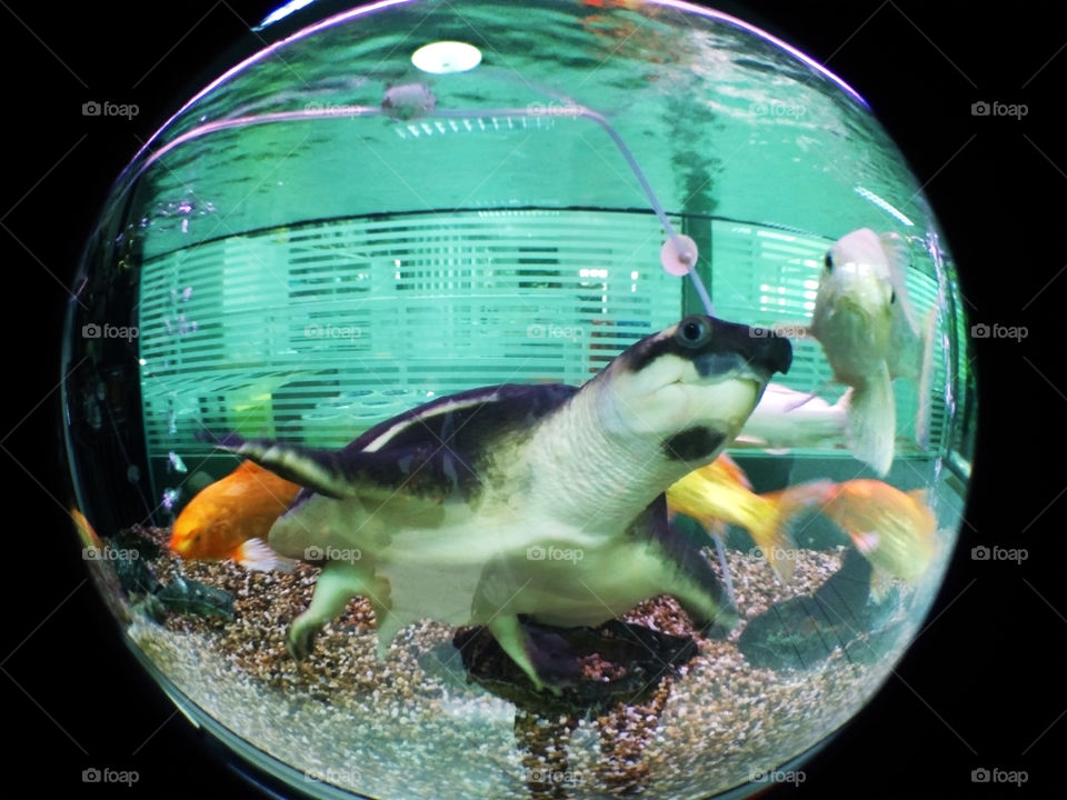 the tutle. The tutle  in aquarium