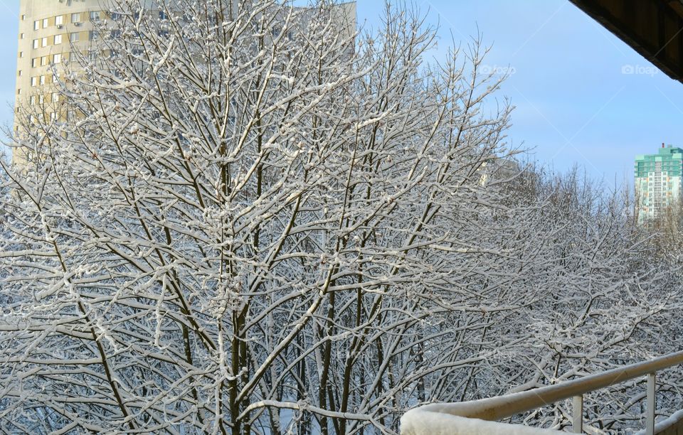 Winter, Snow, Frost, Cold, Tree