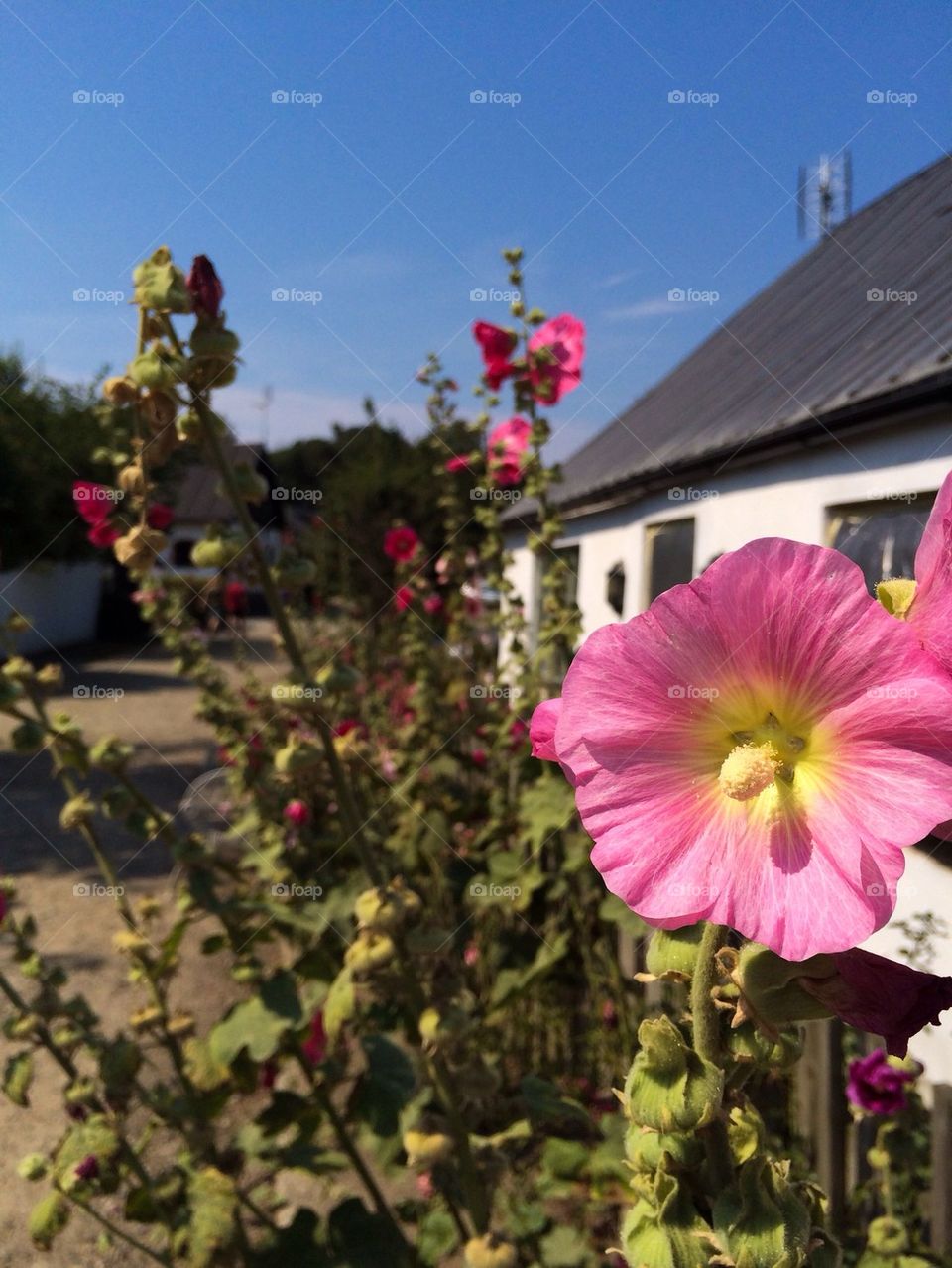 Hollyhocks