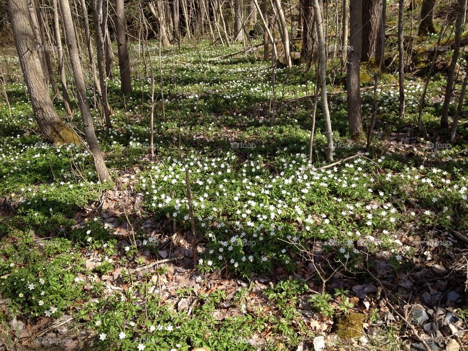 sweden spring field meadow by annestenbeck