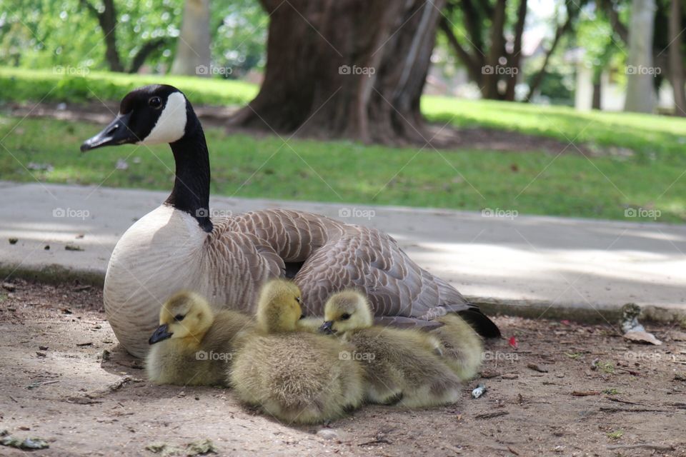 Mother goose with babies in park 
