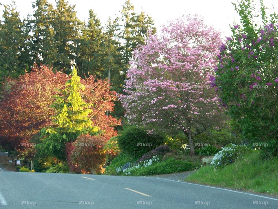 the way of the sun . sometimes miracle colors happen in your lens!