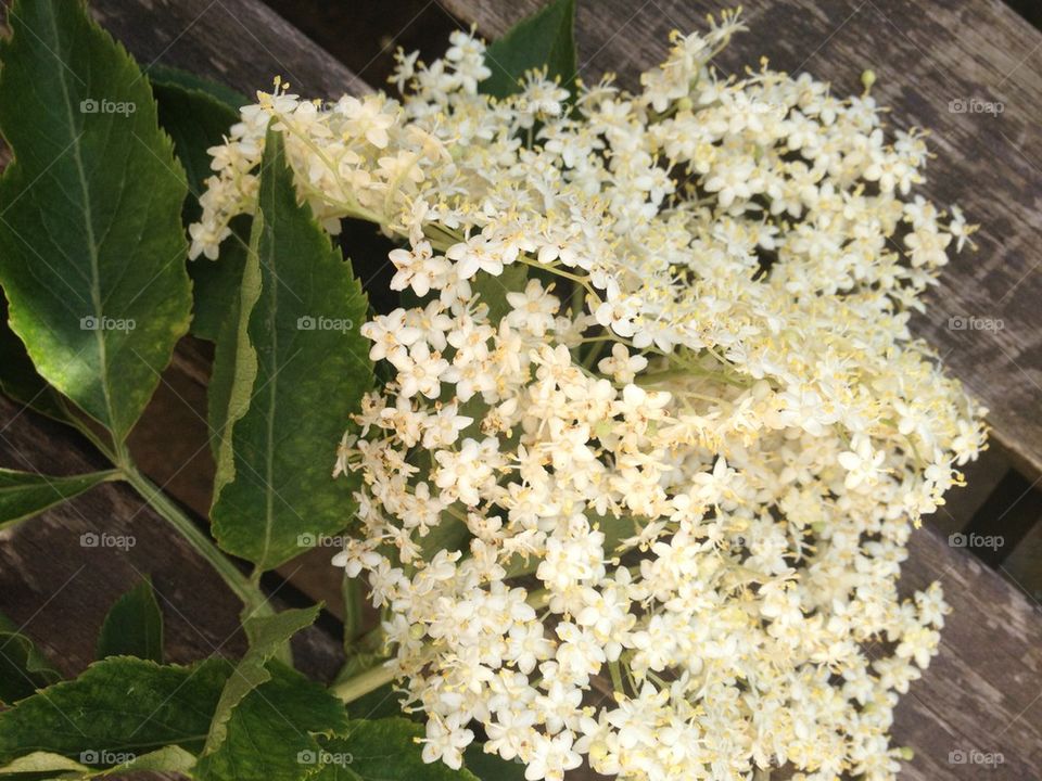 Elderflower