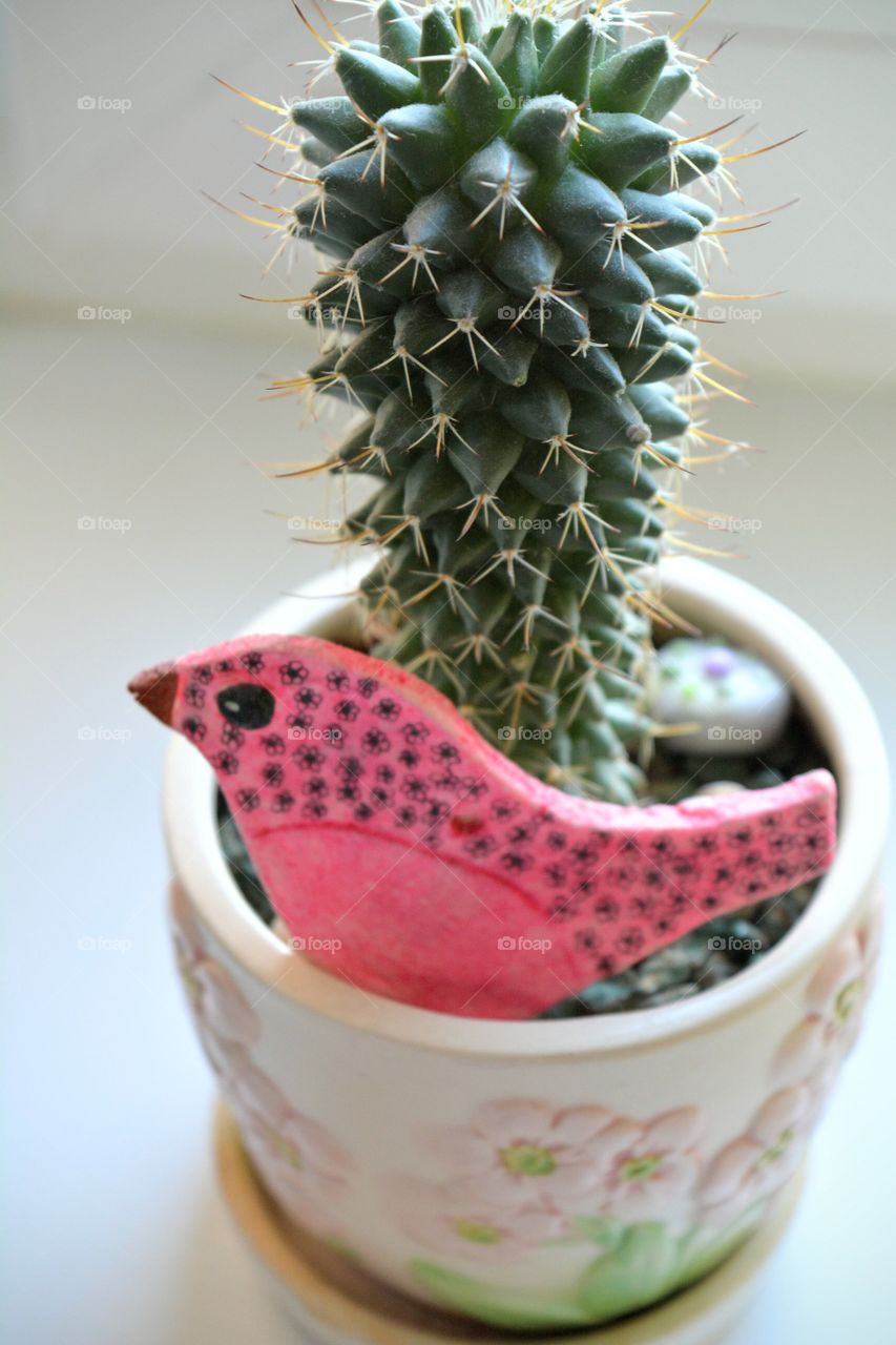 cactus flower decorative house plants