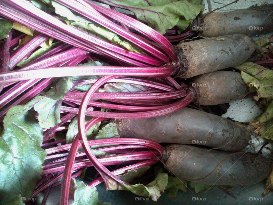 Food, Vegetable, Beet, Root, Pasture