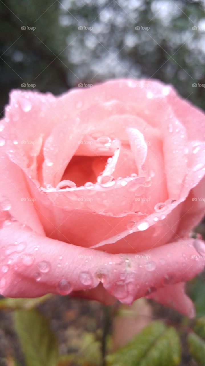 Rose Drops