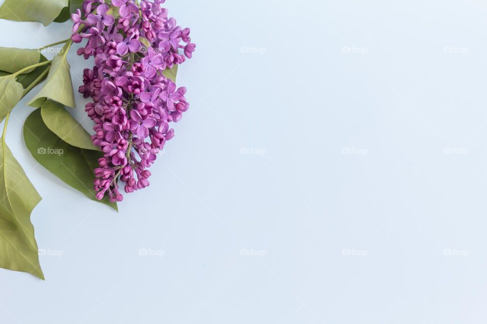 Spring, purple fragrant lilac with green leaves.  and jars with cosmetic cream and product.