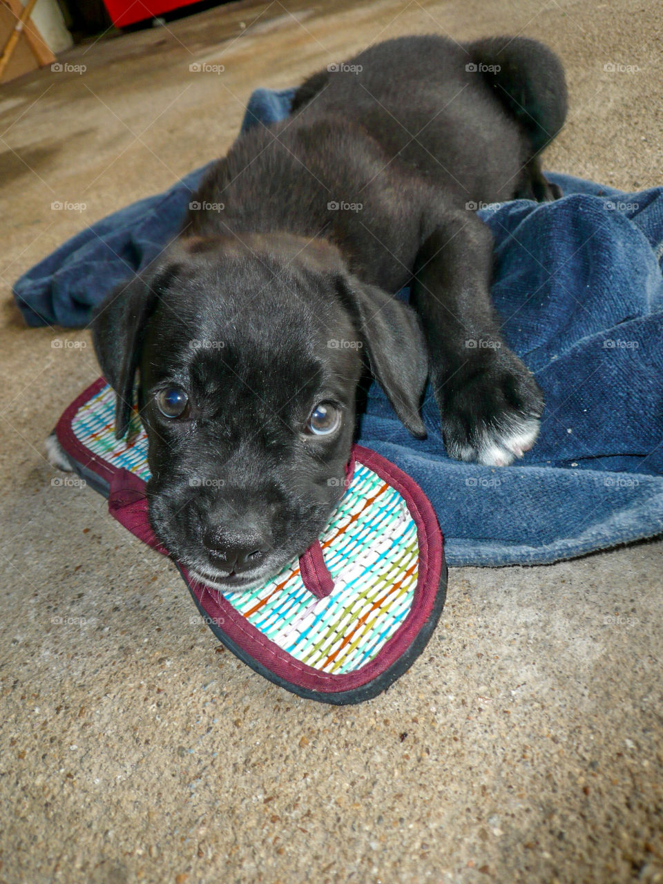 um filhote de cachorro de raça mestiça: labrador e boxer com seu brinquedo favorito, chinelo.