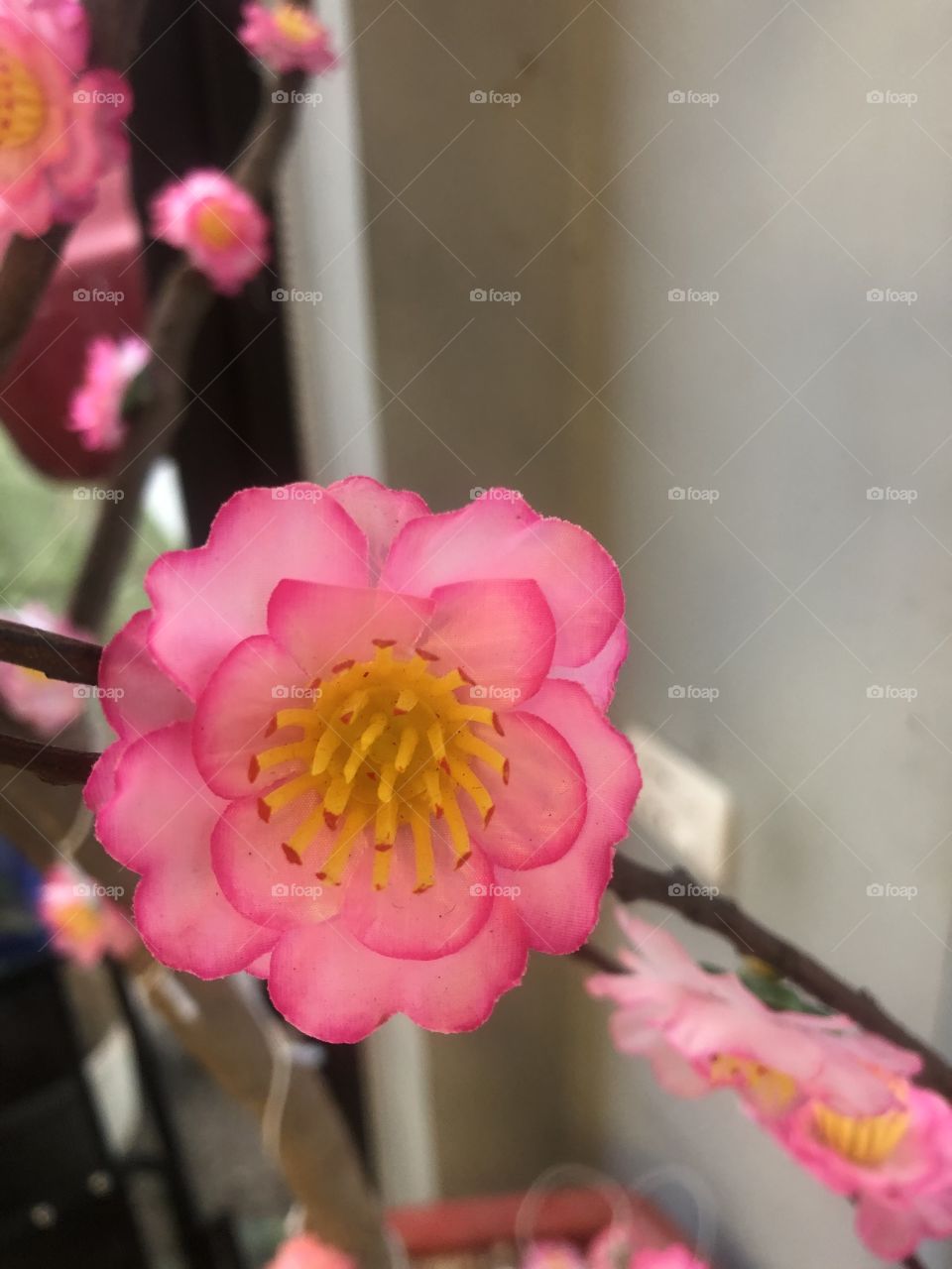 Peach blossom