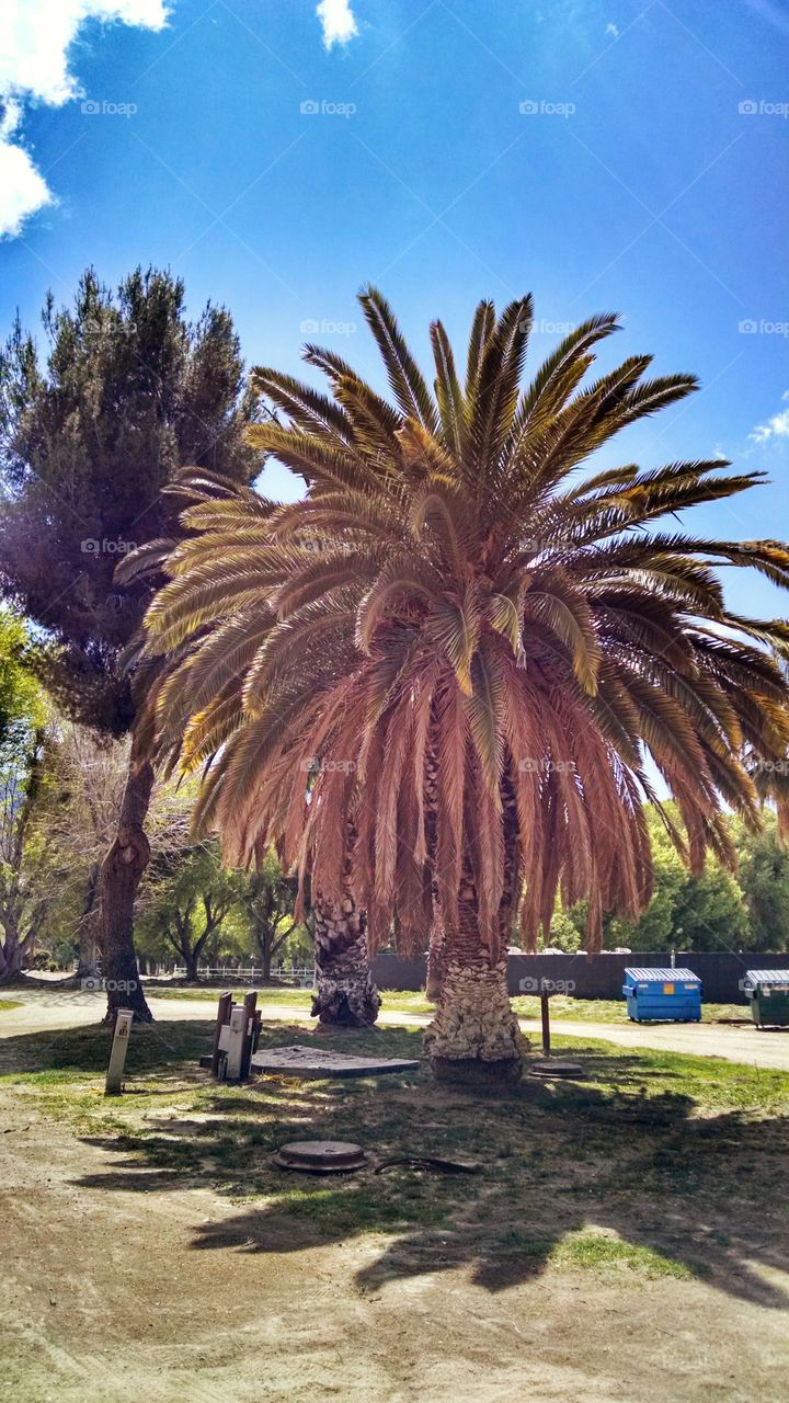 Palm. This is a view of a campsite we frequent.