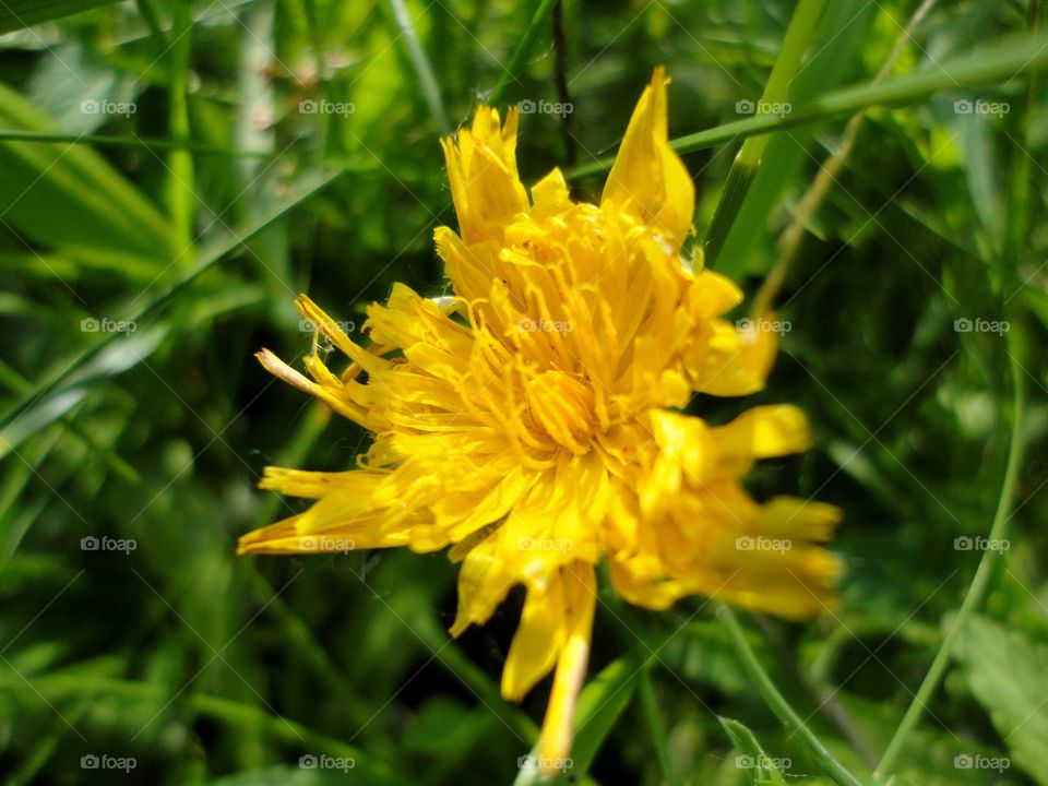 Nature, Summer, Flower, Flora, Grass