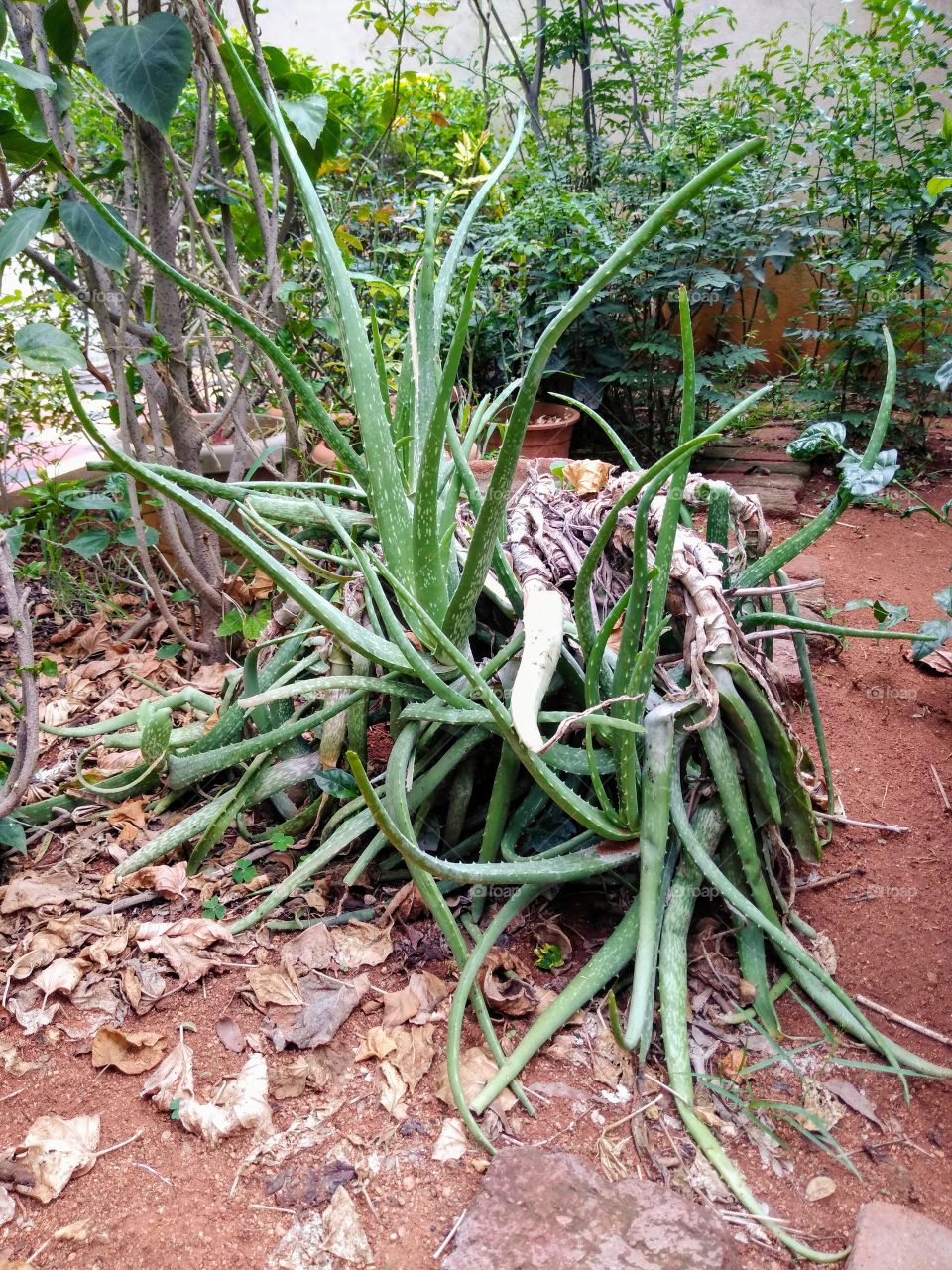 Aleovera plant in a pot at my house