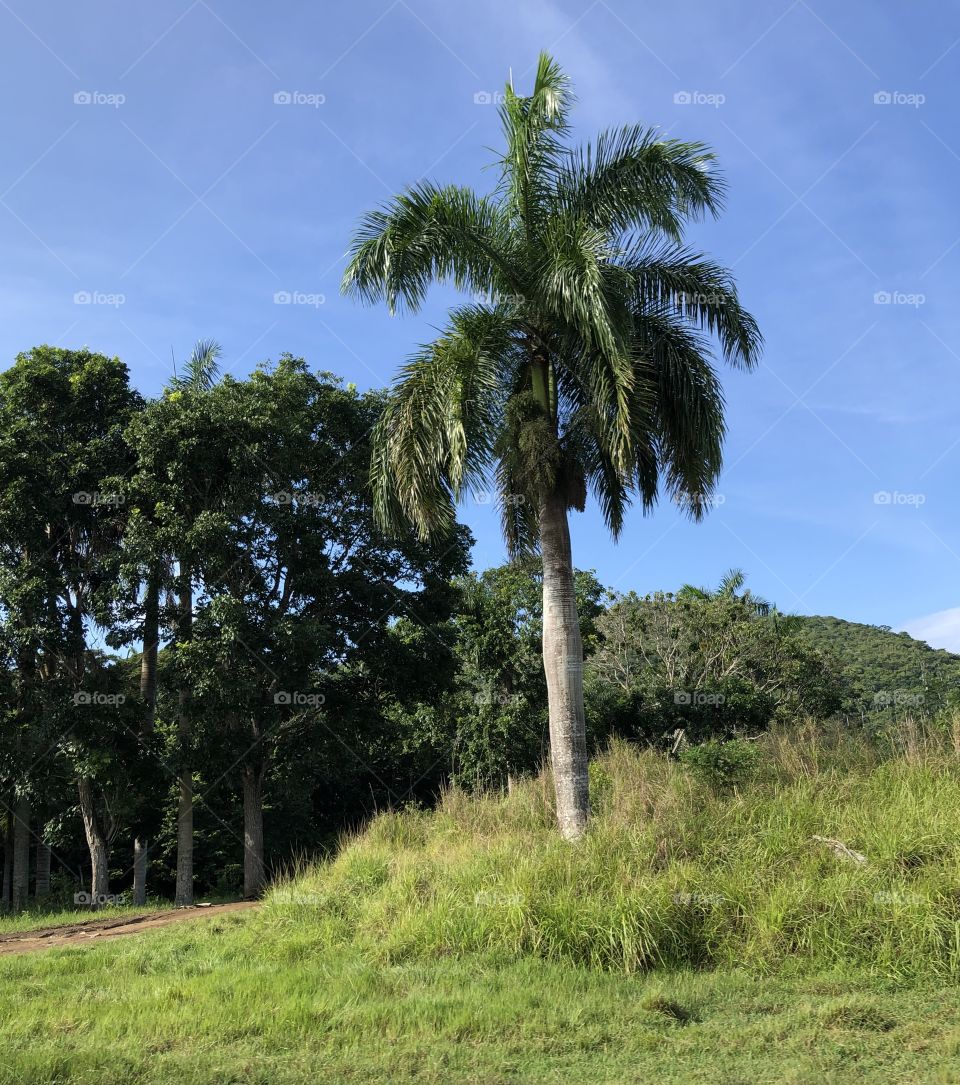 Royal palm. Cuba