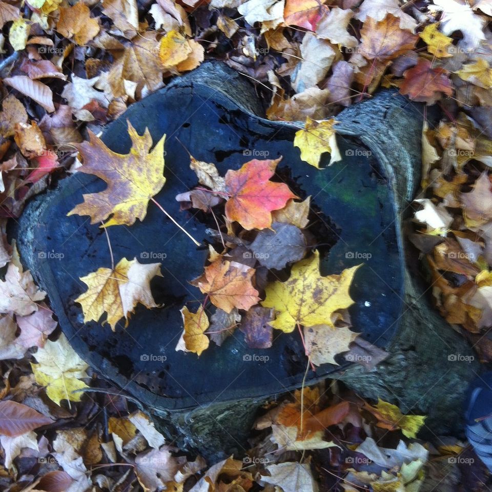 Fall leaves on tree stump.