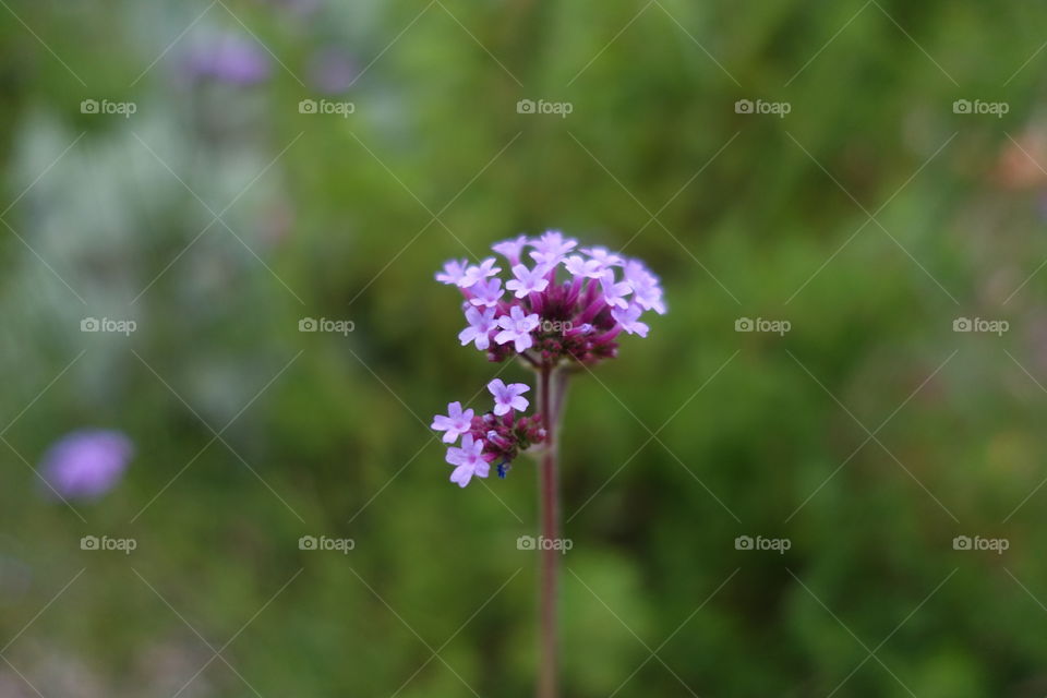 Tiny purple flower called purpletop vervain