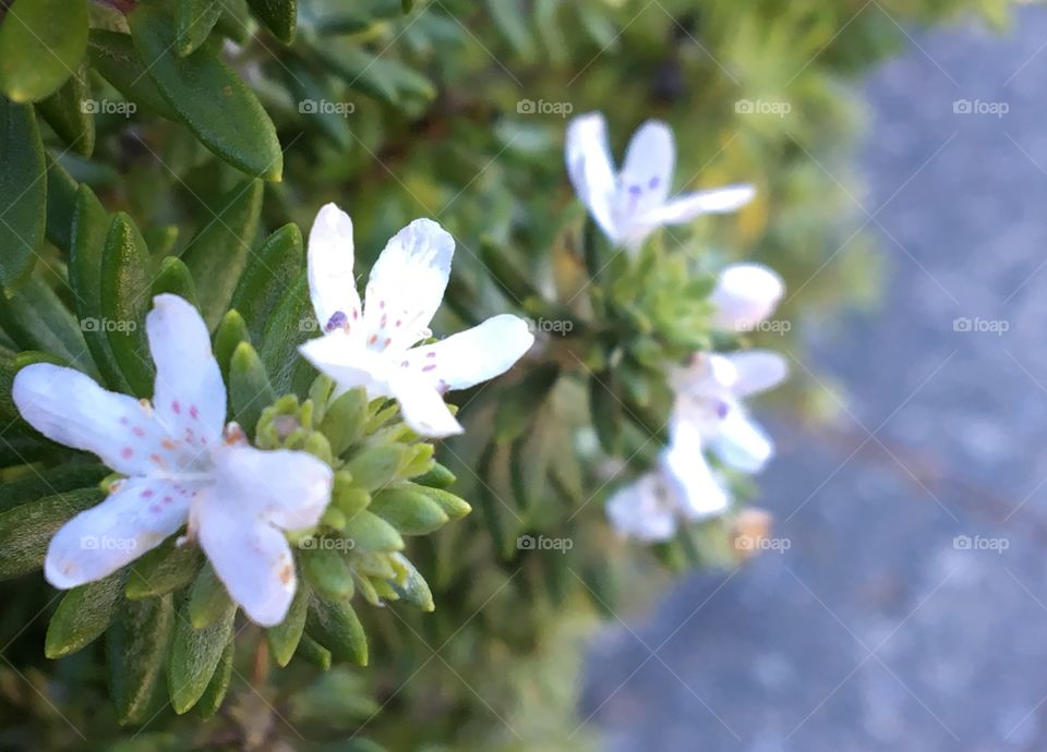White tiny flowers on the road.