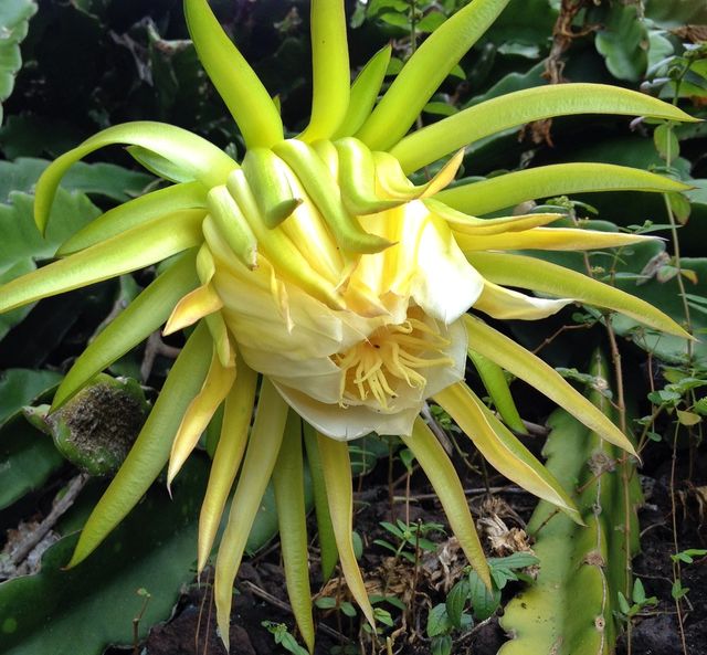 night blooming cereus