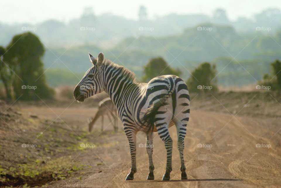 park jungle animal zebracrossing by manishkanojia
