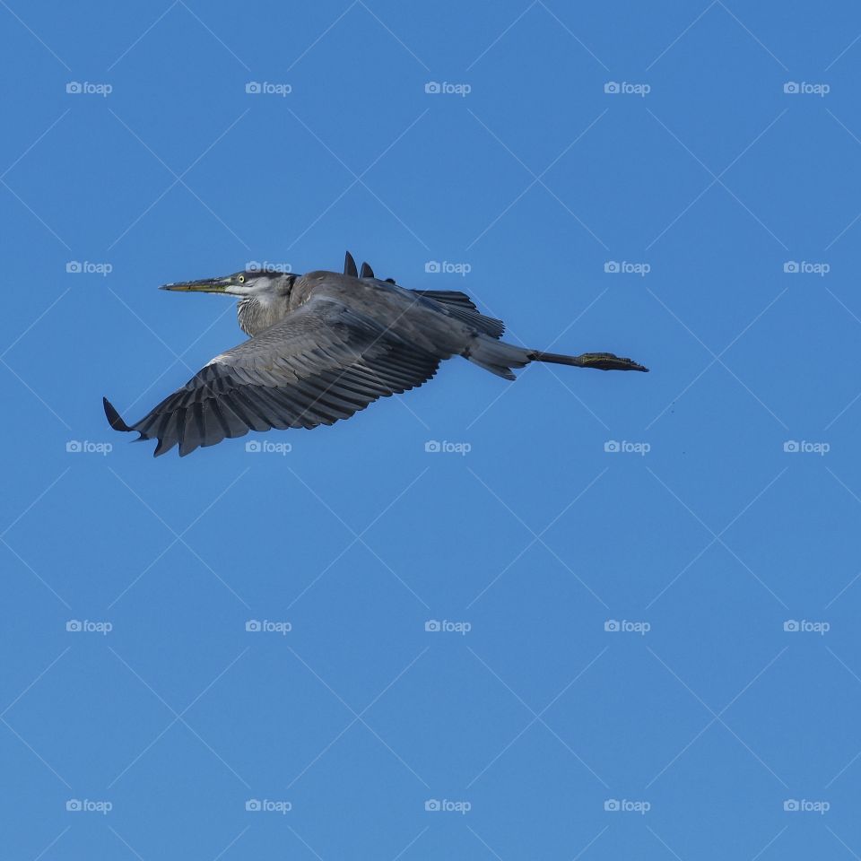 Great Heron in flight 