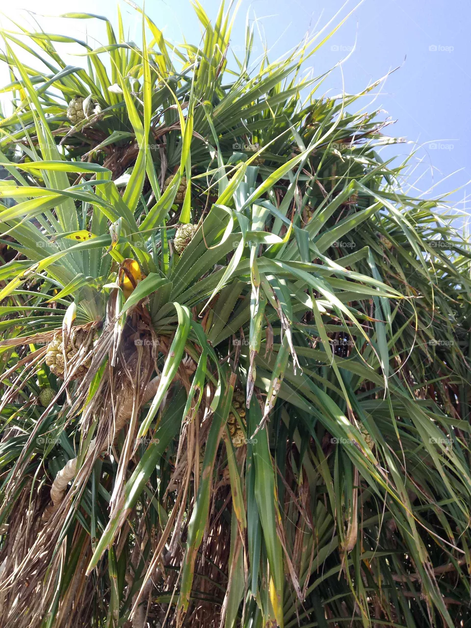 grass