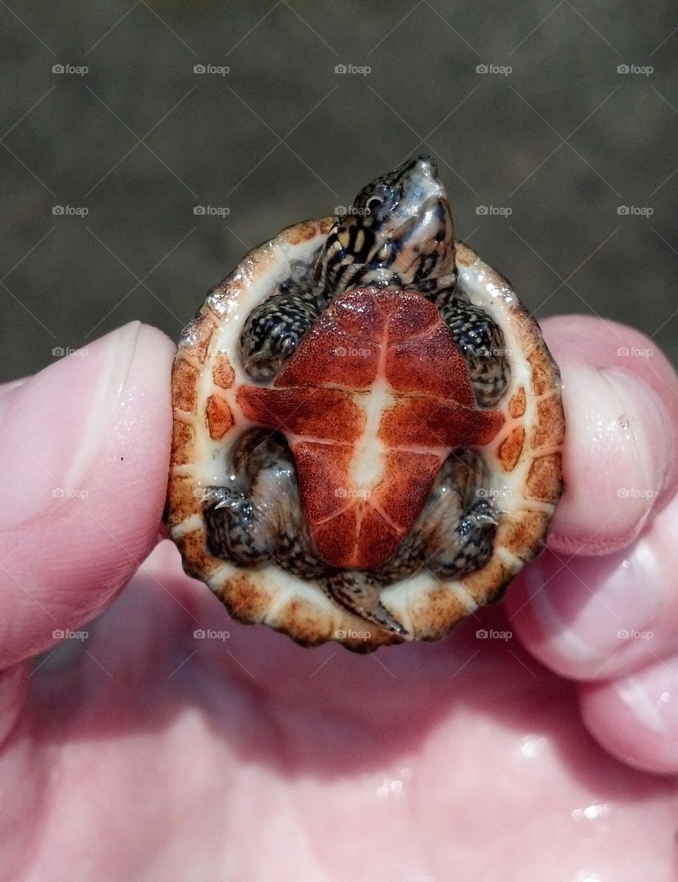 Tiny turtle