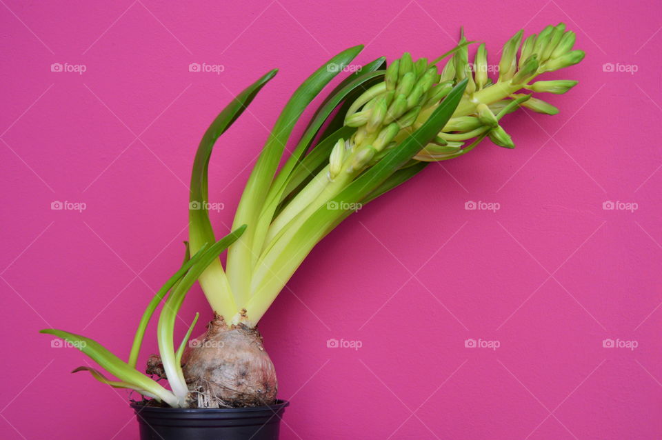 HOUSE PLANTS IN POTS