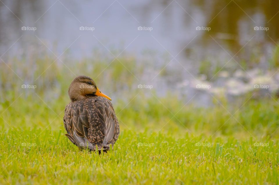 Brown duck in the grass