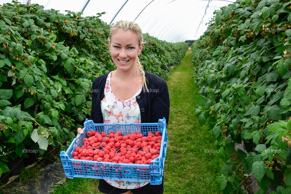 Woman picking Raspberries in a selfpicking field outside Malmö in Sweden.