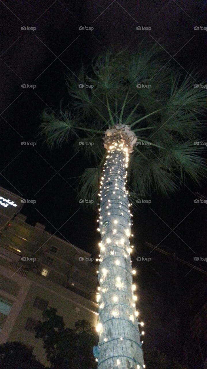 Palm tree Fort Lauderdale beach